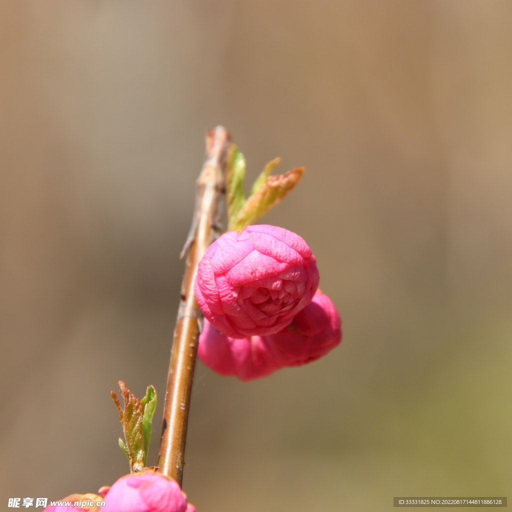 桃花