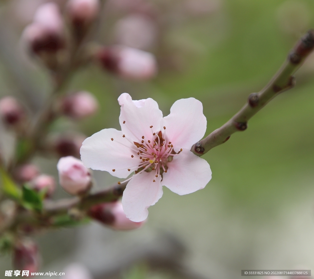 桃花