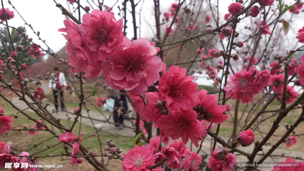 桃花