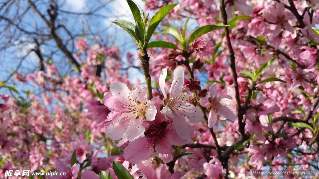 桃花