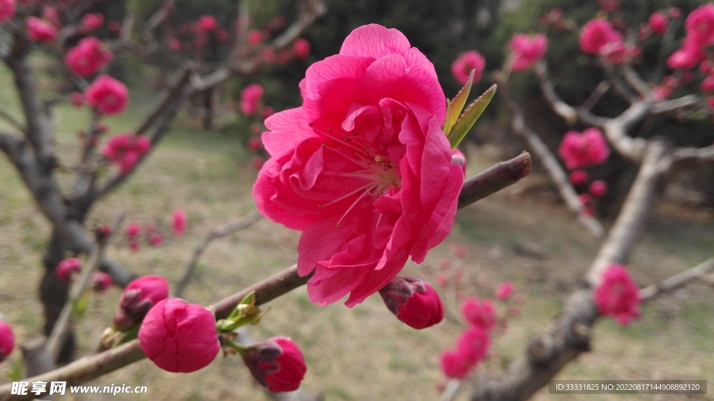 桃花