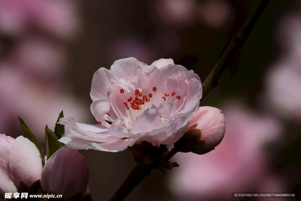 桃花