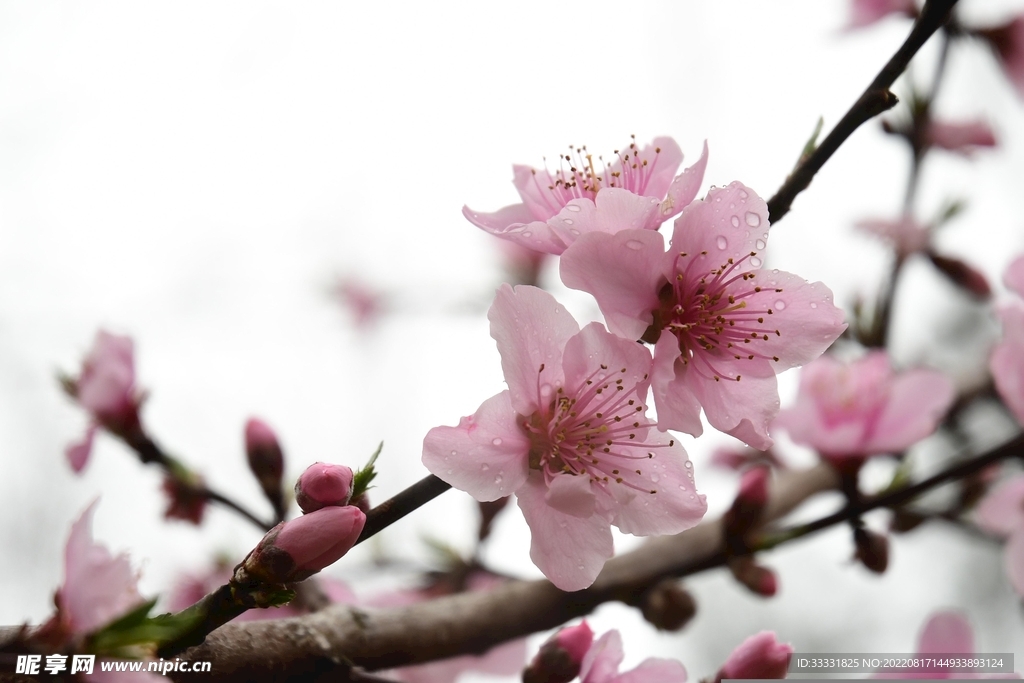 桃花