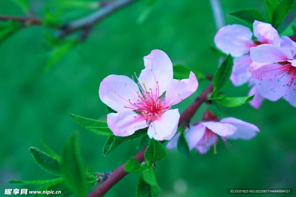 桃花