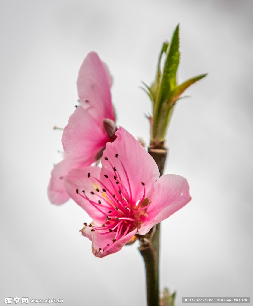 桃花