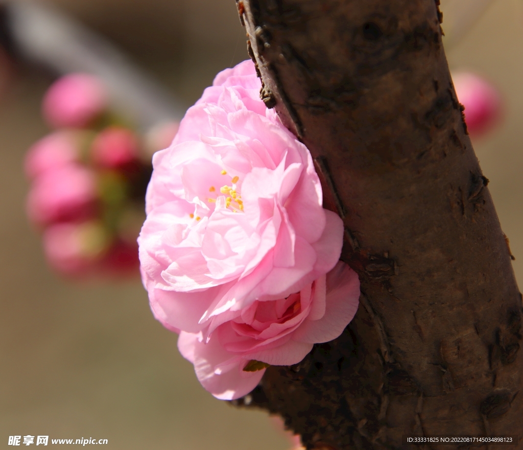 桃花