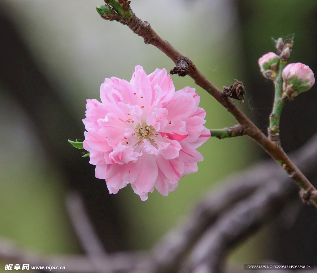 桃花