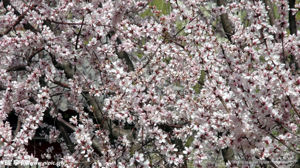 桃花