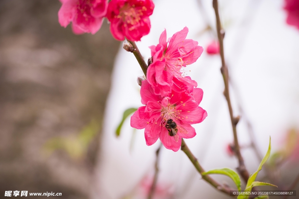 桃花