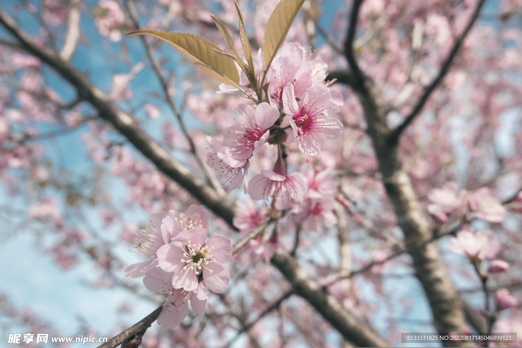桃花