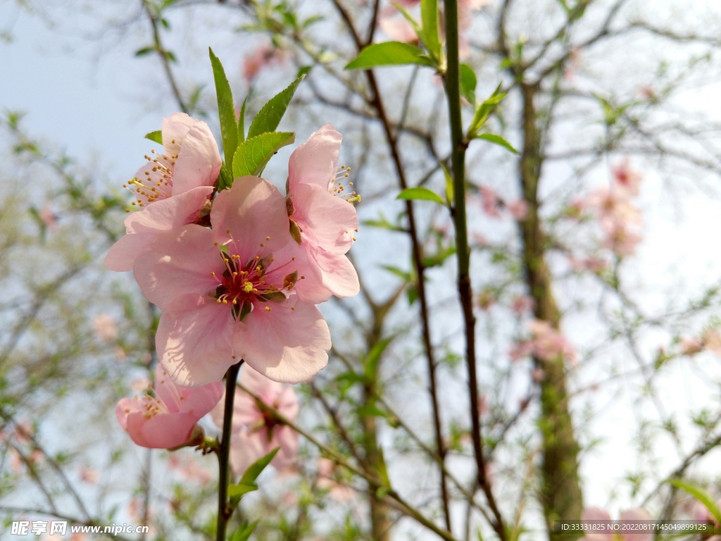 桃花