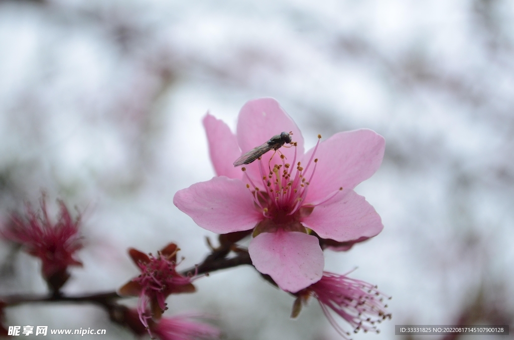 桃花