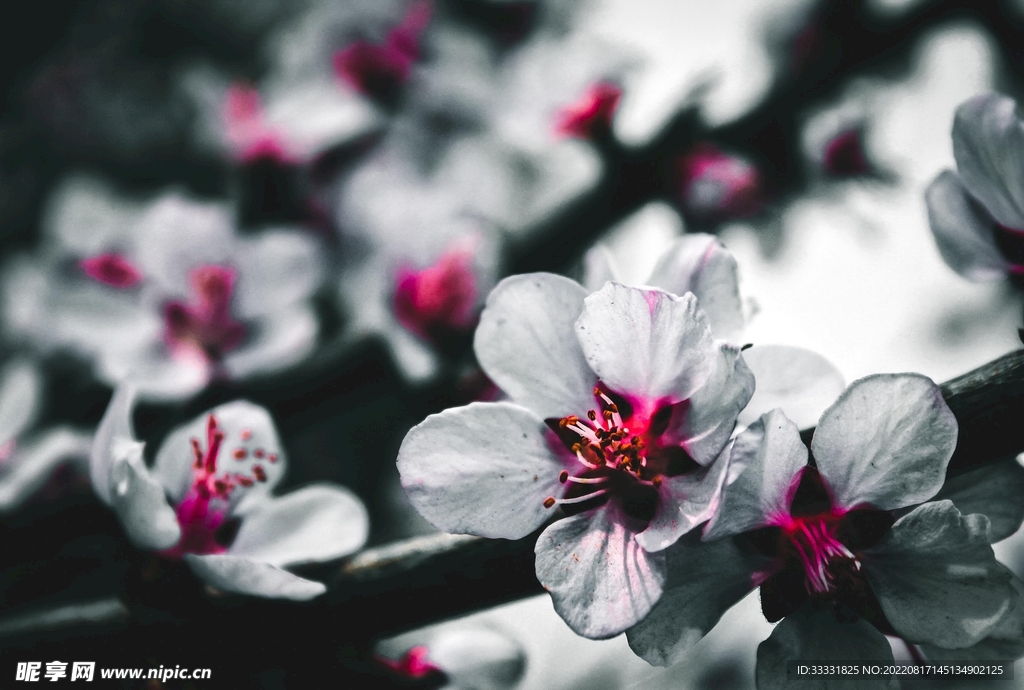 桃花