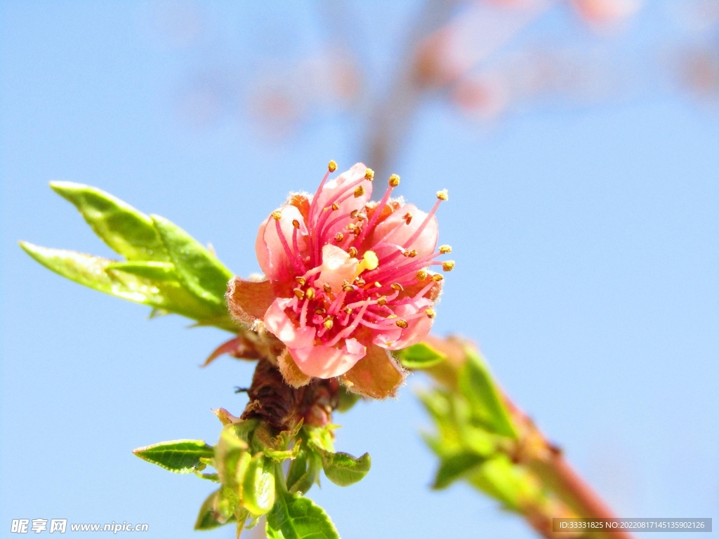 桃花