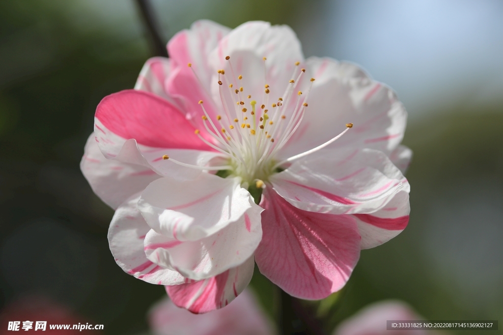 桃花