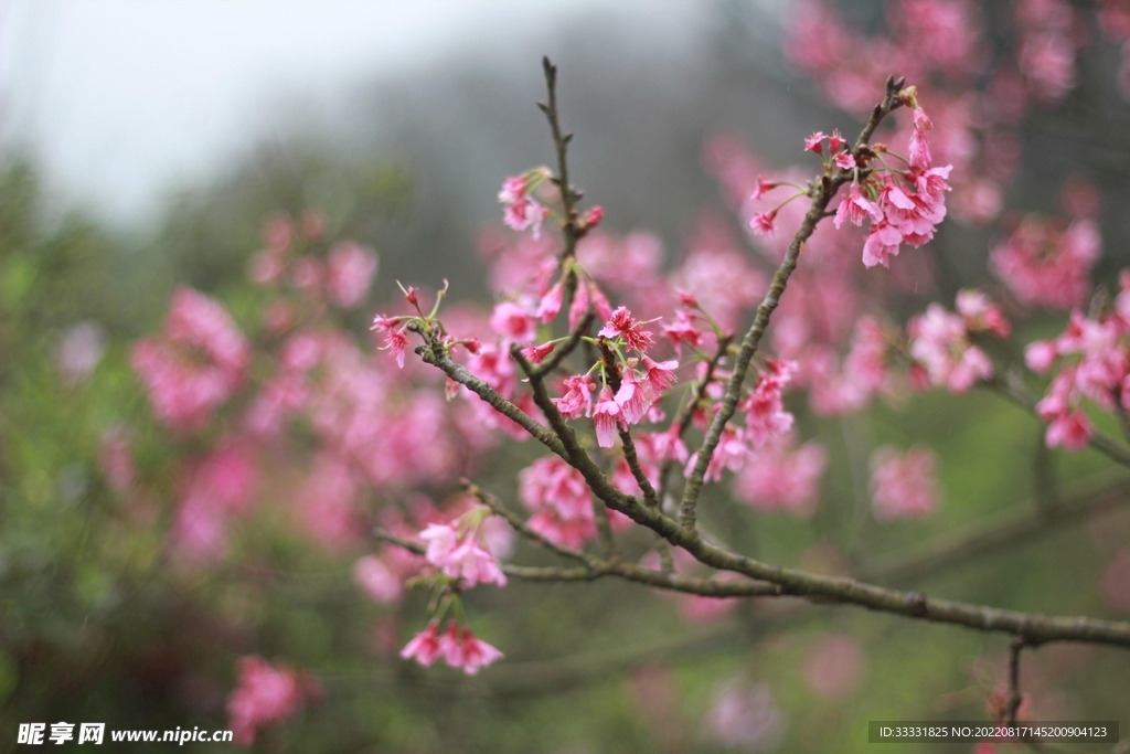 桃花