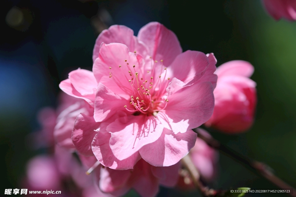桃花