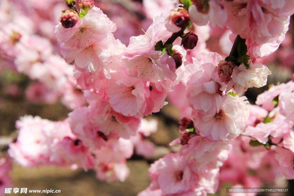 桃花