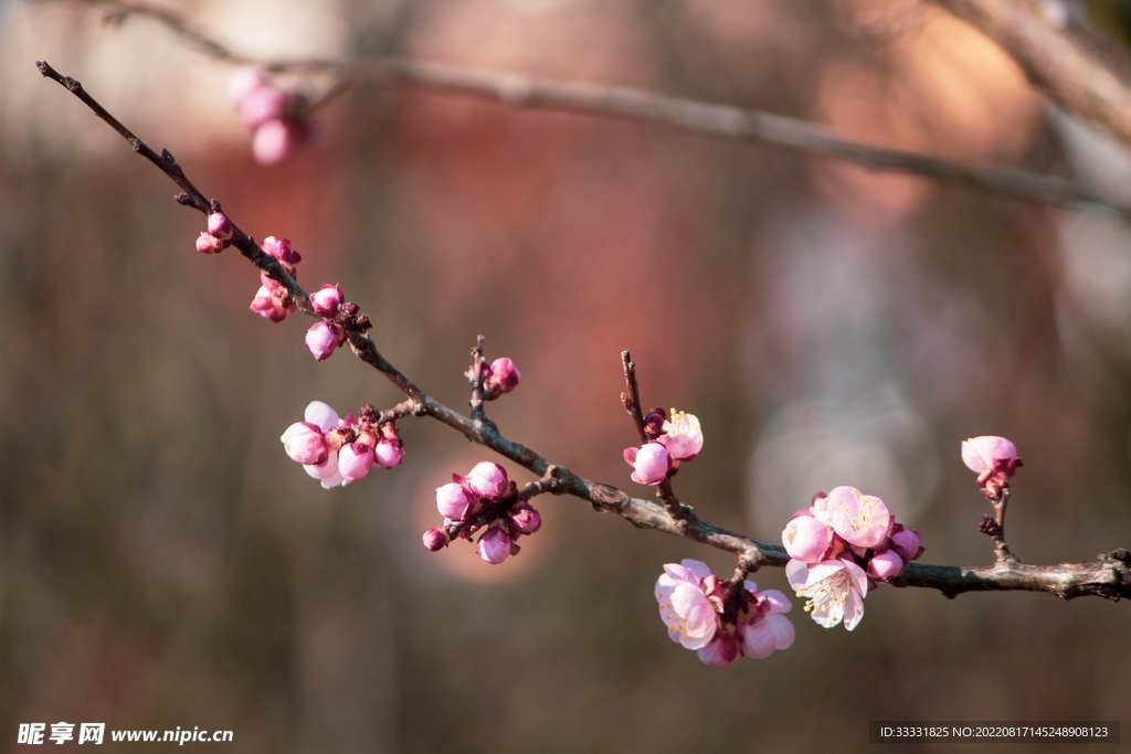 桃花