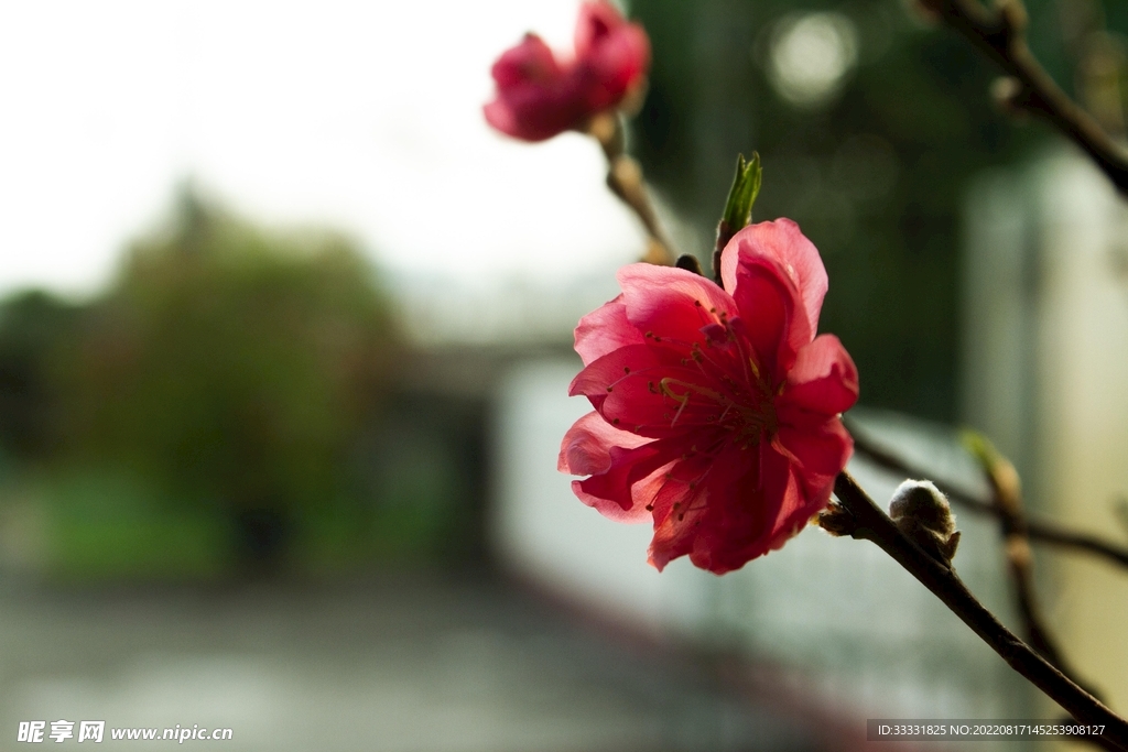 桃花