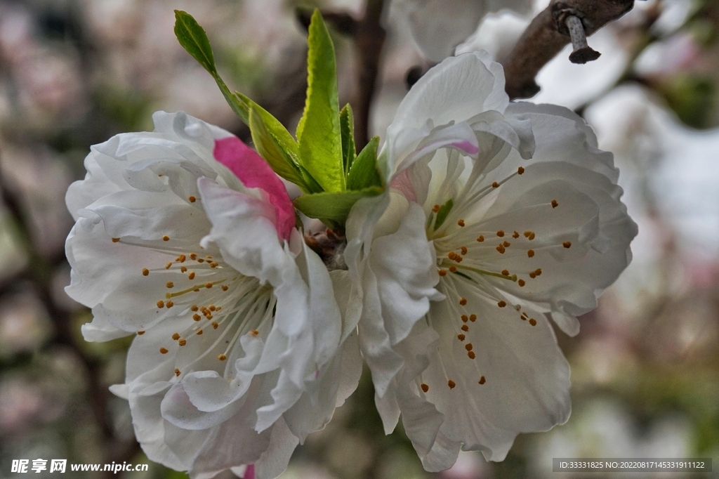 桃花
