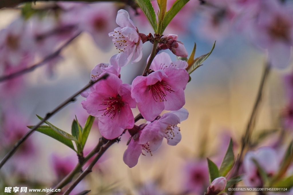 桃花