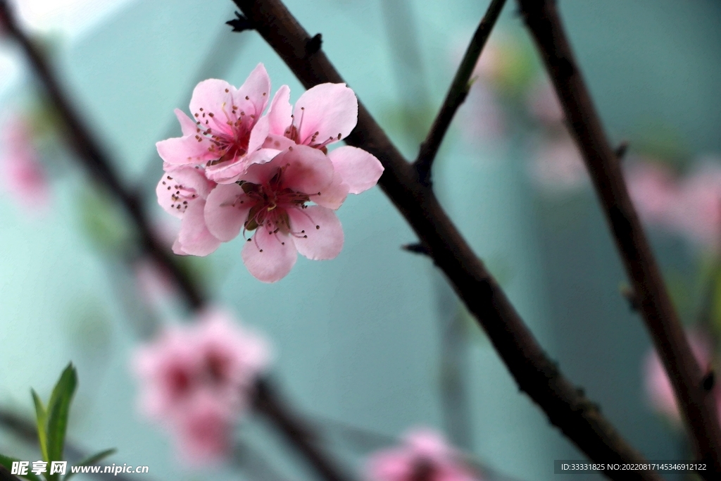 桃花