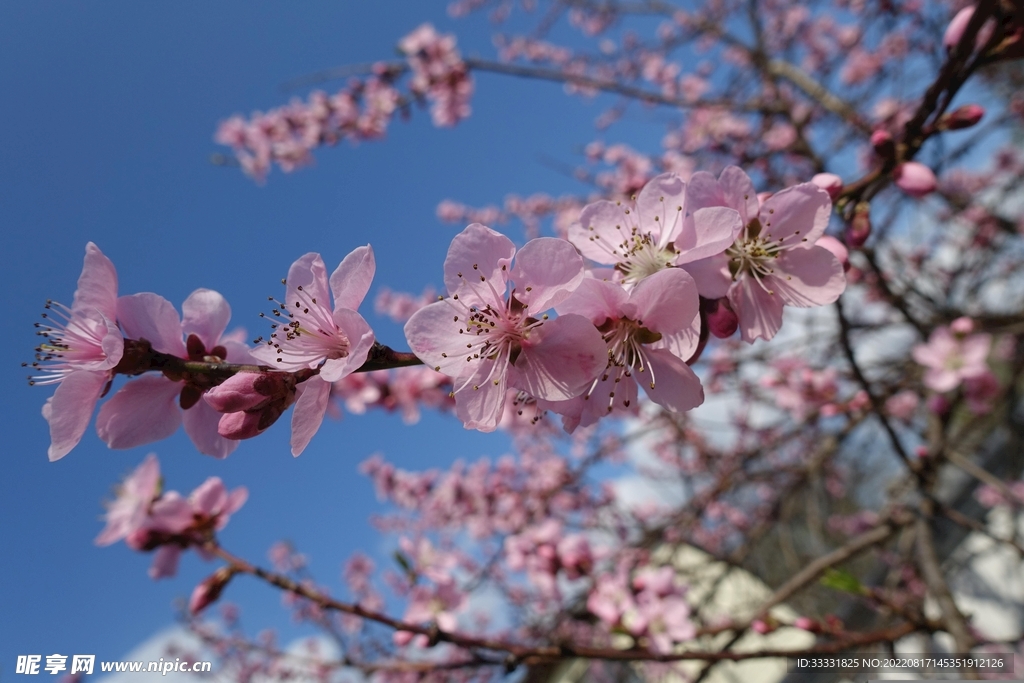 桃花