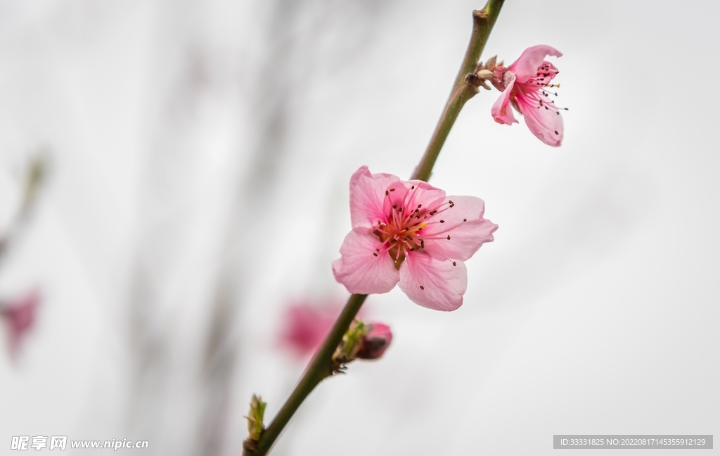 桃花