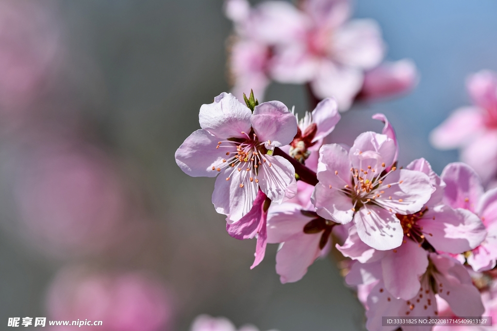 桃花