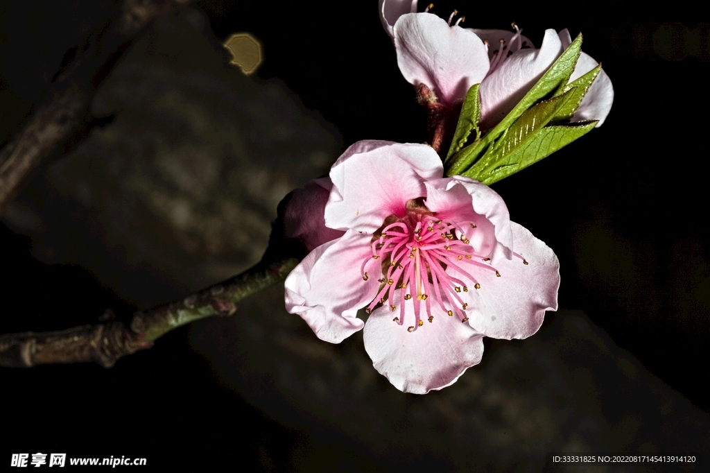桃花