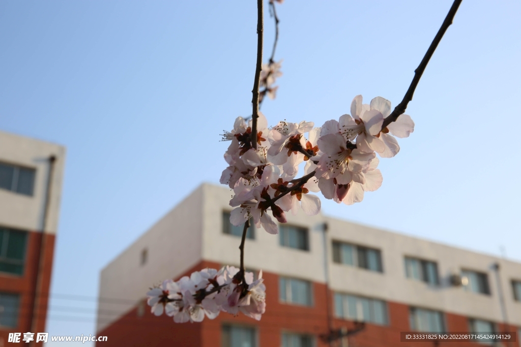 桃花