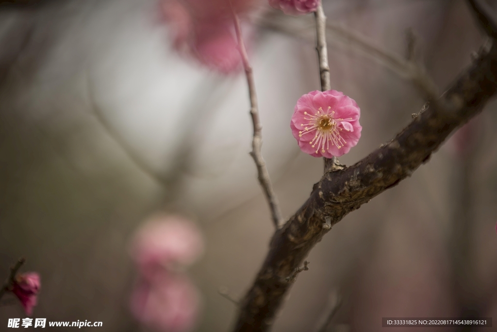 桃花