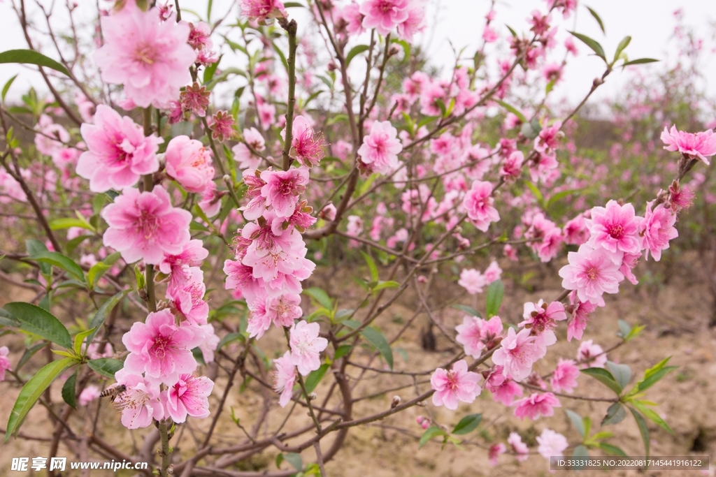 桃花
