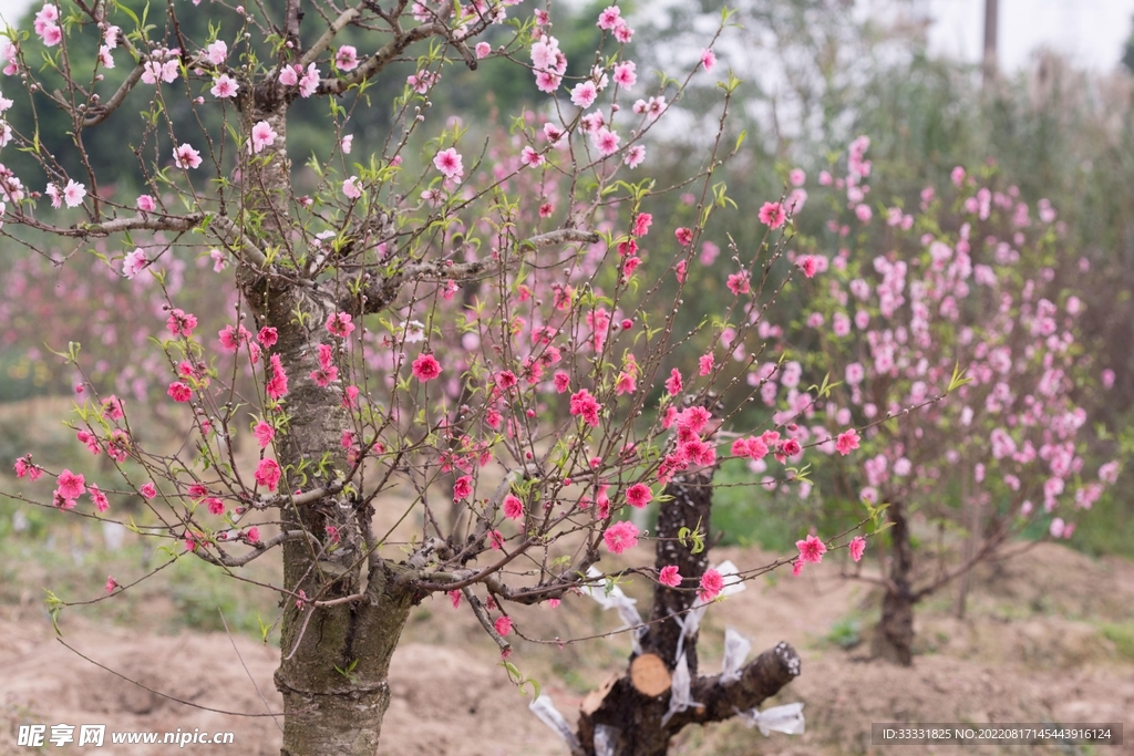 桃花