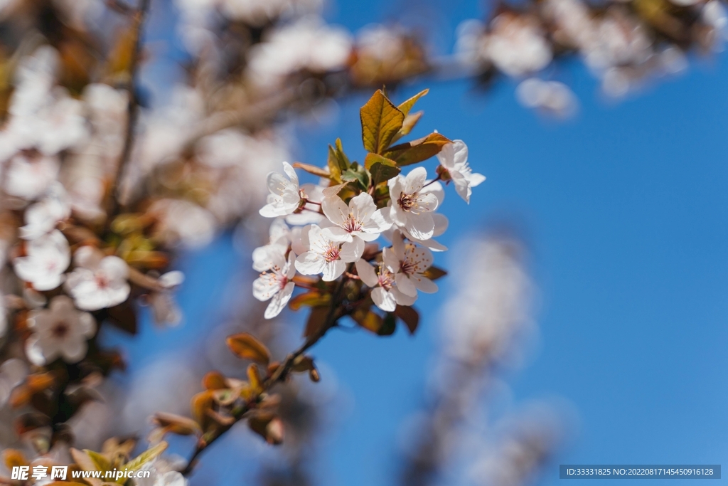 桃花