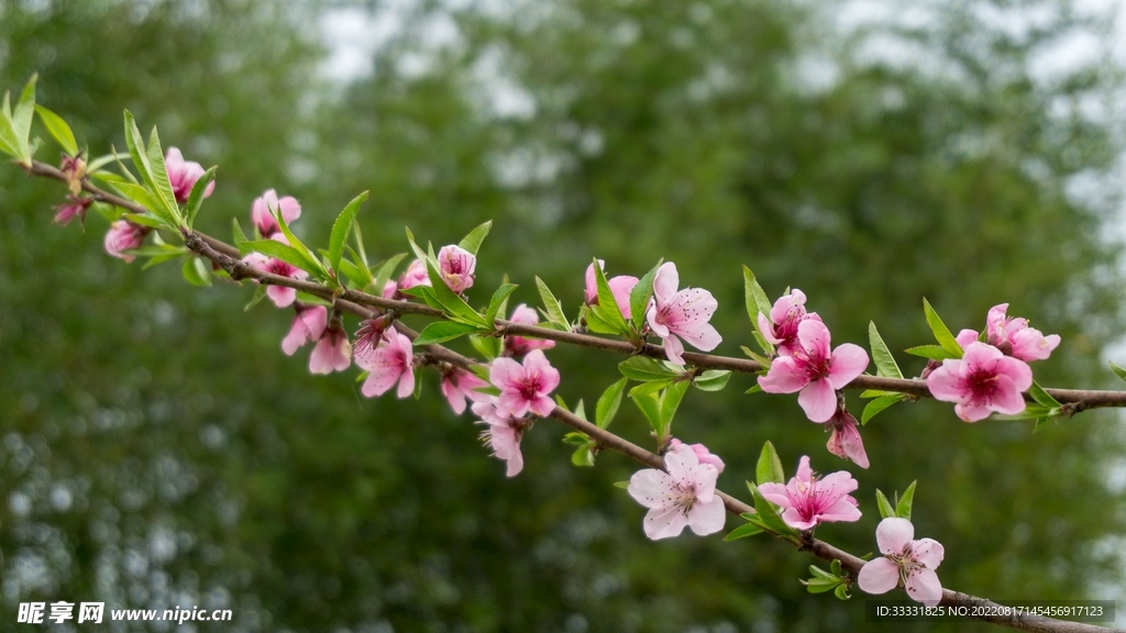 桃花