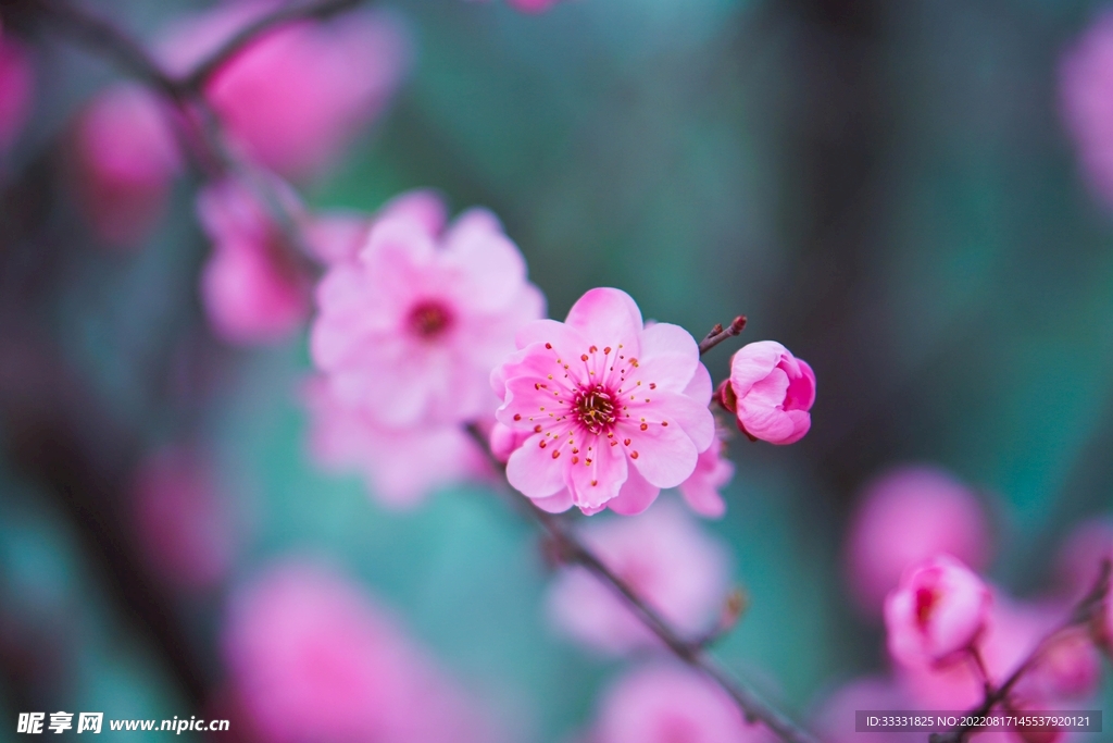 桃花