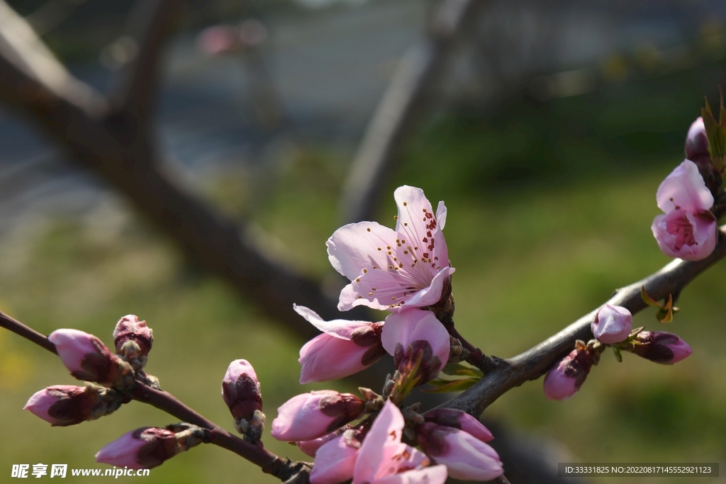 桃花