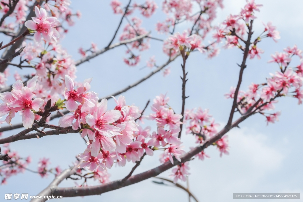 桃花