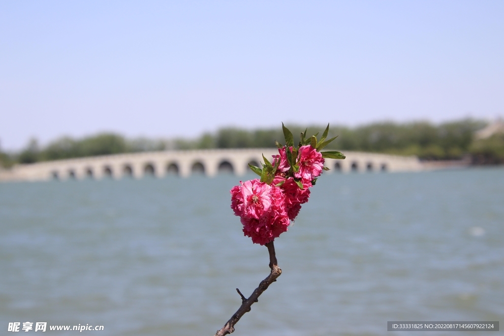 桃花
