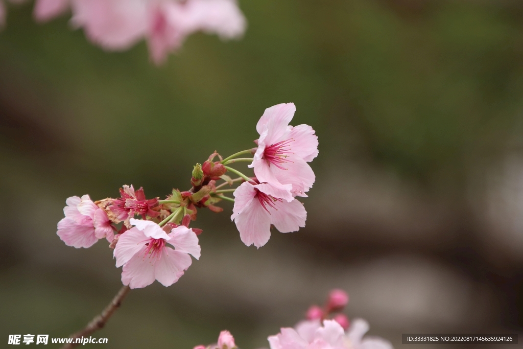 桃花
