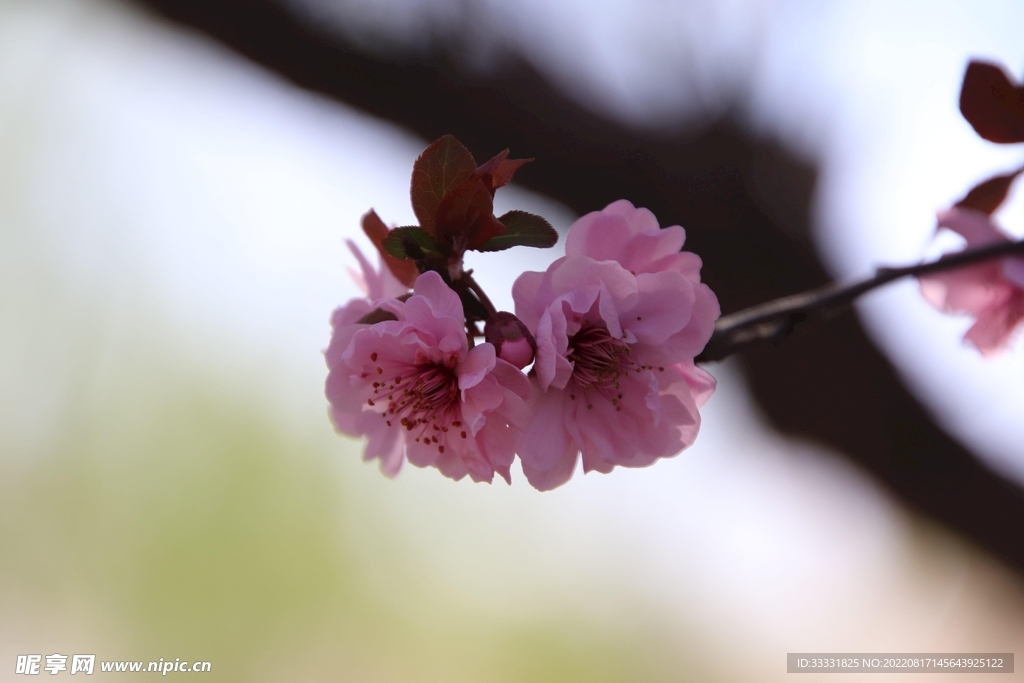桃花