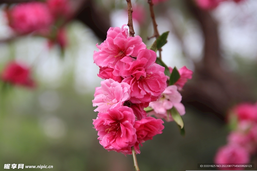 桃花