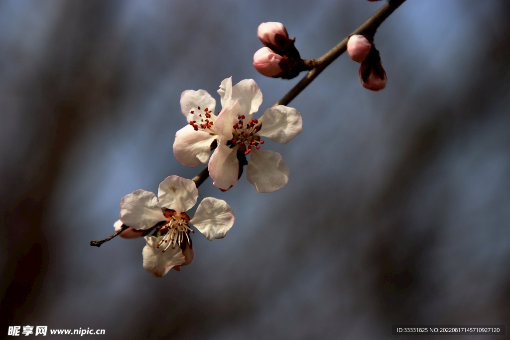 桃花