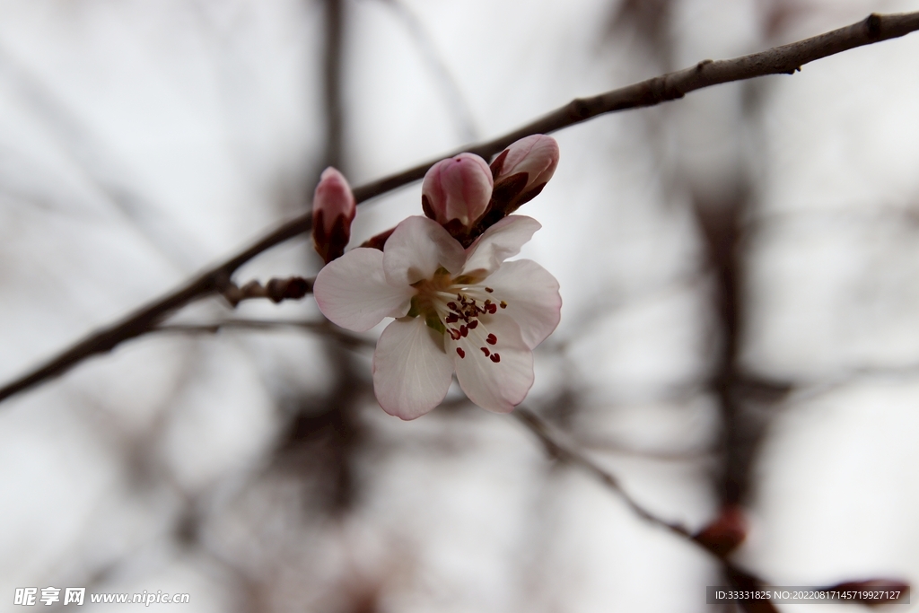 桃花
