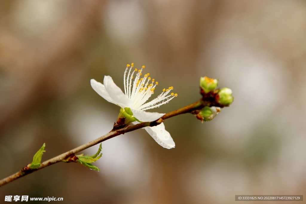 桃花