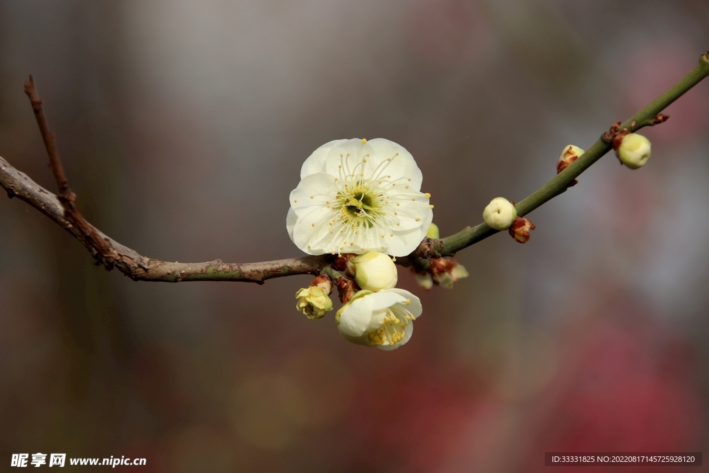 桃花