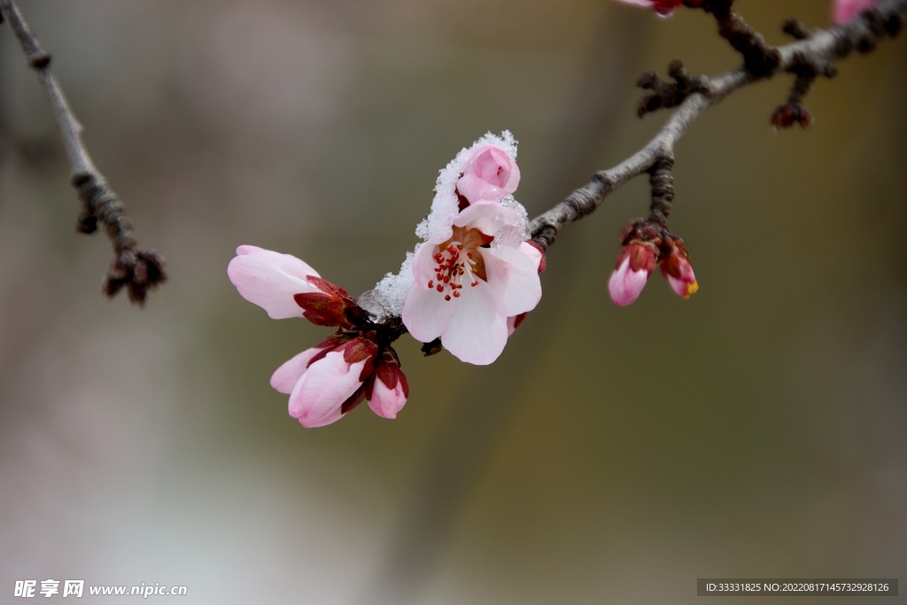 桃花