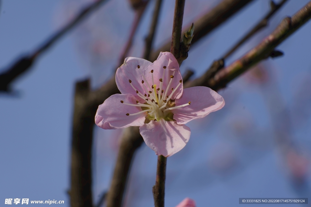 桃花